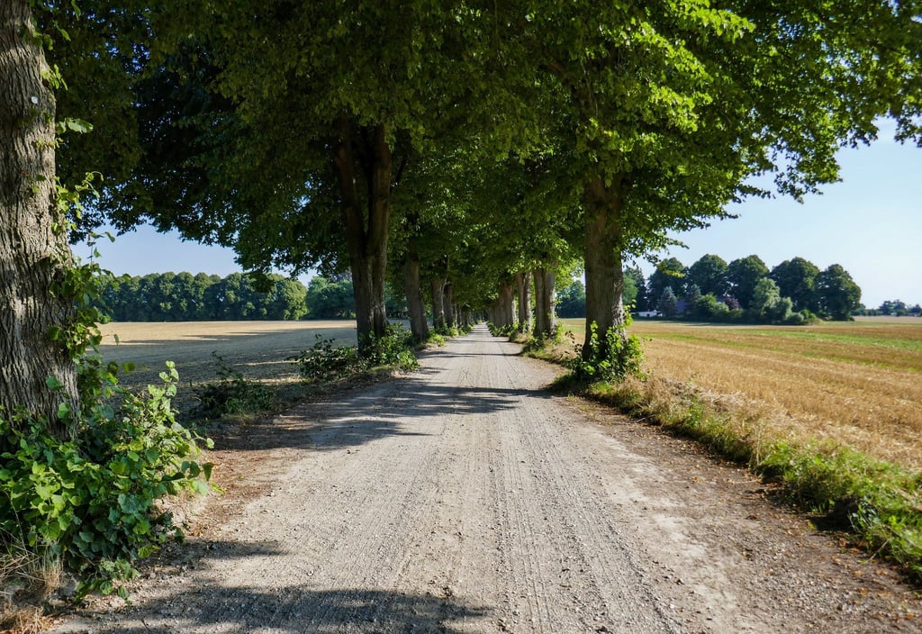 Diese wunderschöne Allee führt von Rachut in Richtung Bräutigamseiche.