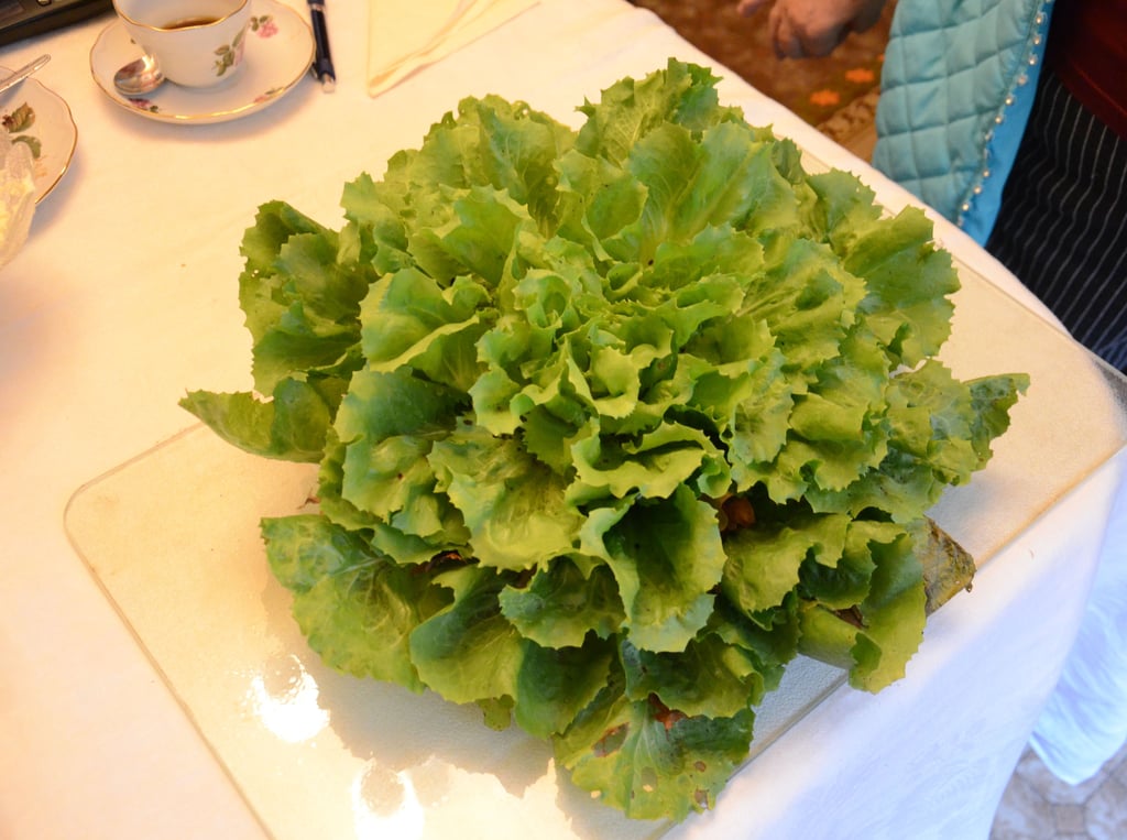 Die Endivie, die zur Gattung der Wegwarten gehört, eignet sich sehr gut für die Zubereitung von Herbst- und Wintersalaten.