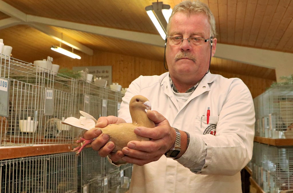 Detlef Richter aus Drahnsdorf bei Luckau hat am Donnerstag in Seyda die ausgestellten Tauben bewertet. Die Höchstnote „vorzüglich“ gab es für dieses Tier der Rasse Deutsche Schautauben.