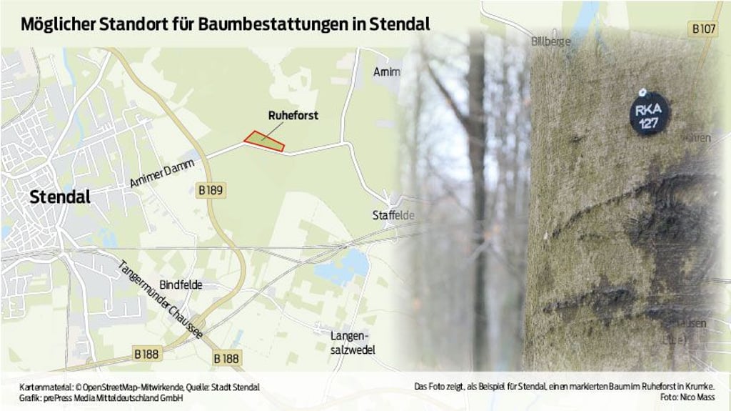 Ein mögliches Areal, das "Ruhe Forst" für Baumbestattungen in Stendal ausgewählt hat.