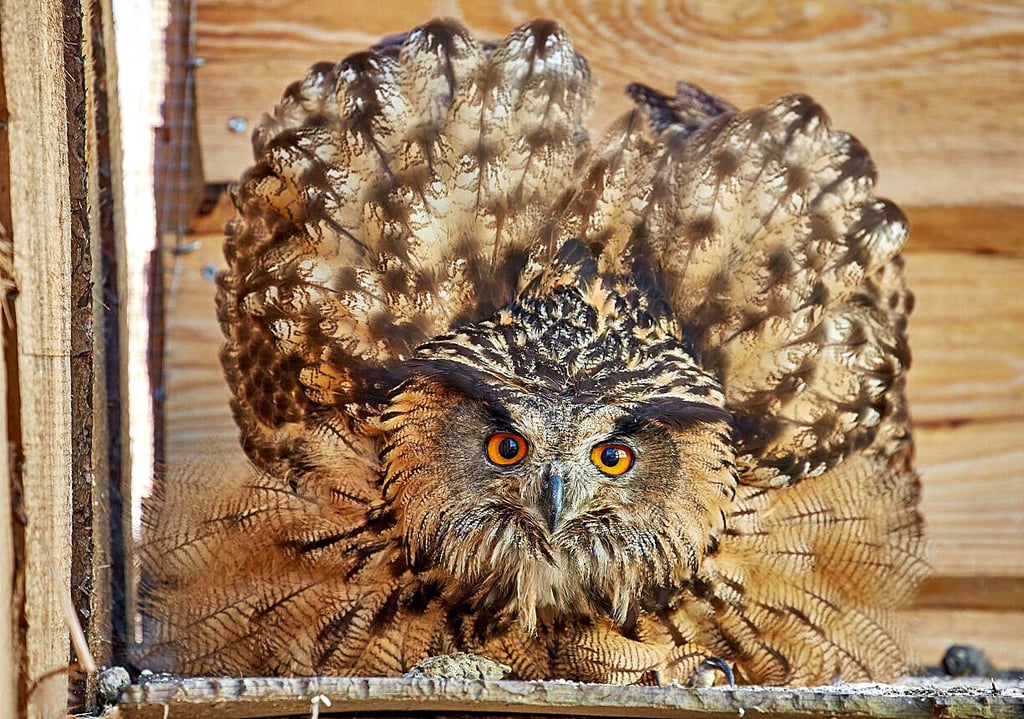 Die Eule Rosalie kam mit ihrem Flügel in ein Windrad. Nach mehreren Wochen der Pflege hat sie nun ein neues Zuhause im Zoo Aschersleben gefunden.