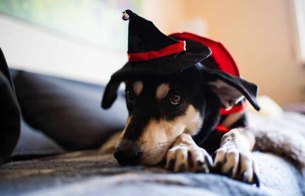 Auch wenn Besitzer das für einen großartigen Gag halten, der Hund mag keine Kostüme - auch nicht an Halloween.