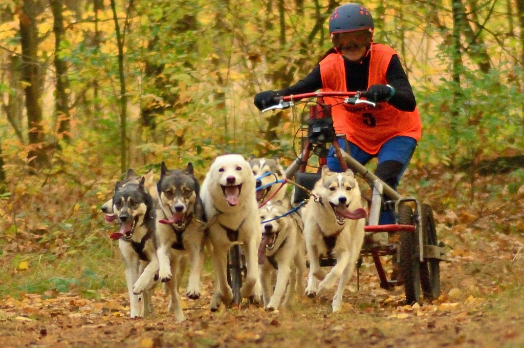 Kerstin Galisch ist beim Rennen um die Deutsche Meisterschaft in Burg mit einem jungen siebenköpfigen Sibirian-Husky-Team gestartet, an der Spitze die Leithunde Ogre und Ylvi. Am Ende hat es für Silber gereicht.