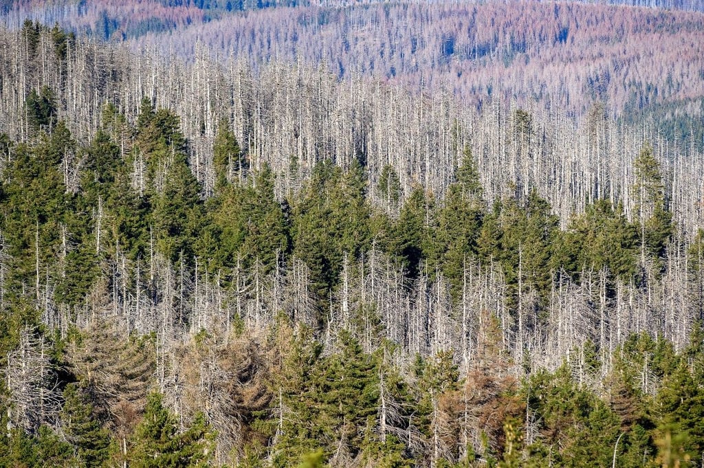 Es sind nicht mehr nur die Fichten im Harz, sondern auch Kiefern, Buchen und Eichen: Sachsen-Anhalts Wäldern geht es weiter sehr schlecht.