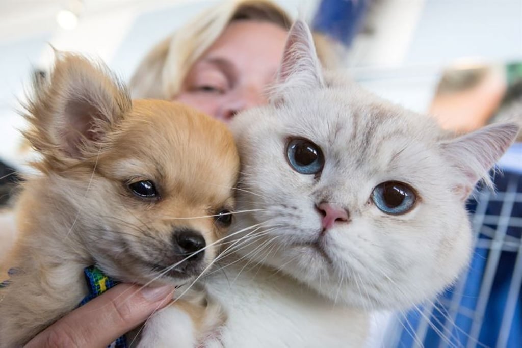 Ganze 400.000 Katzen lebten im Jahr 2020 in Sachsen-Anhalt.