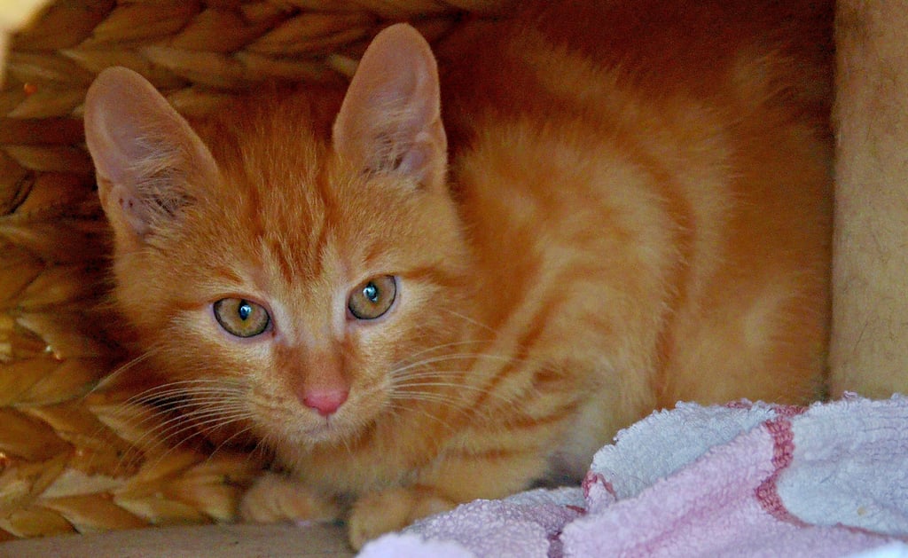 Luzifer hatte großes Glück. Der kleine Kater hat die 340 Kilometer lange und dreieinhalb Stunden dauernde Fahrt von Oldenburg nach Zerbst überlebt.