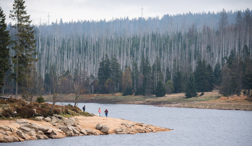 Zerstörte Fichten im Harz: Reichen die Aufforstungspläne in Sachsen-Anhalt wirklich aus?