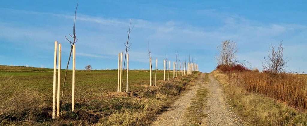 Zwischen Wiederstedt und Sandersleben beziehungsweise Hettstedt werden 955 Wildobstbäume gepflanzt.