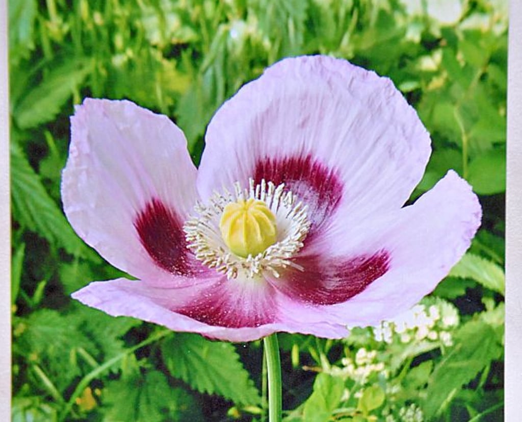 Der Schlafmohn ist zur Giftpflanze des Jahres 2021 gekürt worden.