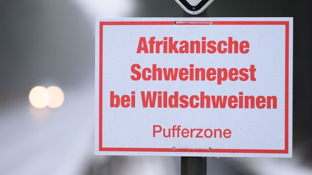 Ein Schild mit der Aufschrift "Afrikanische Schweinepest bei Wildschweinen, Pufferzone". 