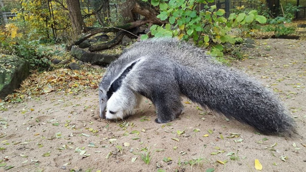 "Osita" heißt der neun Monate alte weibliche Rüssler.