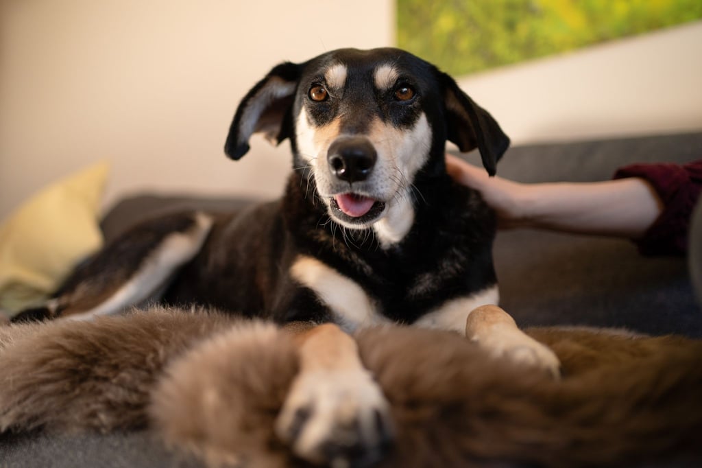 Ein Hund als Haustier - im Iran ein Problem.