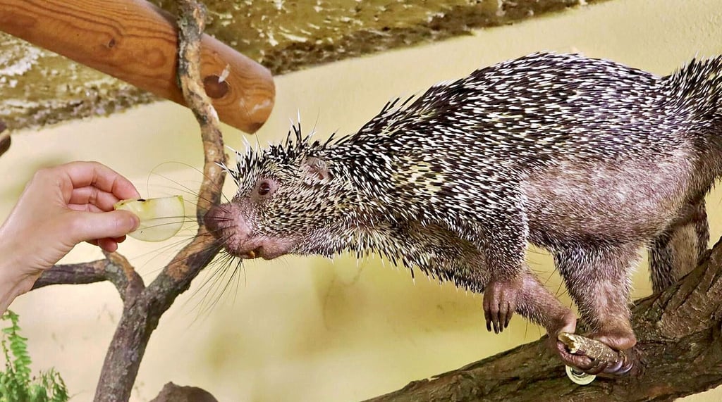 Zwei Weibchen des Greifstachlers sind neu im Bergzoo Halle.
