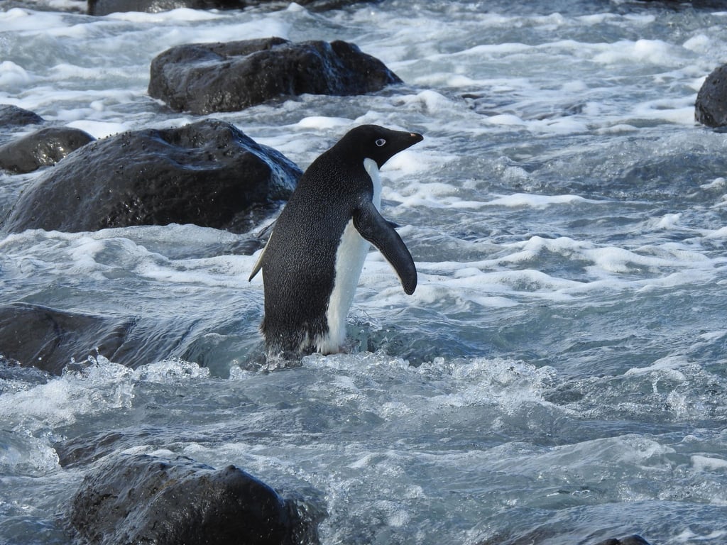 Ein bereitgestelltes Bild zeigt einen Adeliepinguin auf den Felsen der Magnet Bay auf der Halbinsel Banks außerhalb von Christchurch.