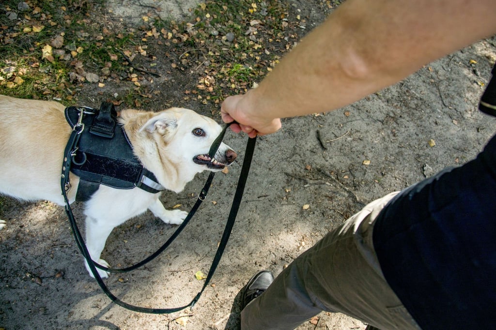 Wenn der Hund ständig in die Leine beißt, sollte zunächst die Ursache für dieses Verhalten gesucht werden.