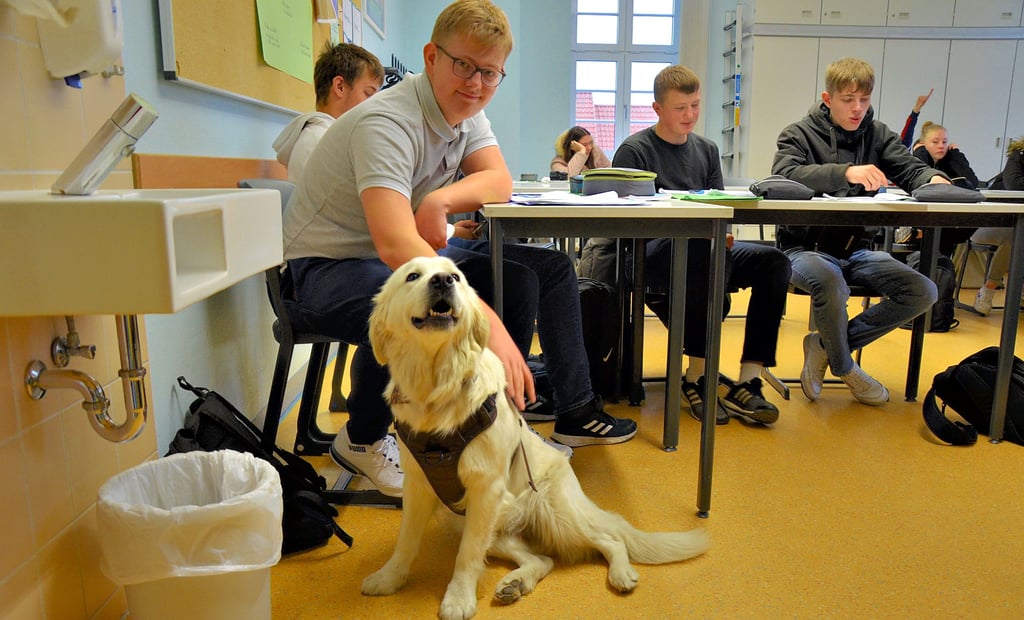 Der 15-jährige Oscar streichelt während des Biologieunterrichts in der Comenius-Sekundarschule in Stendal die Schulhündin Frieda. Der Goldenen-Retriever-Dame gefällt die Aufmerksamkeit.