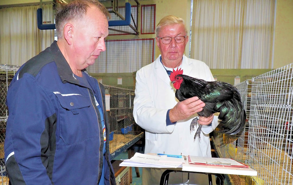 Bis zu 80 Tiere bewerten Preisrichter wie Volkhard Wernick am Tag, hier beobachtet bei seiner Arbeit gestern in Osterwieck vom Vereinsvorsitzenden Lothar Schrader.