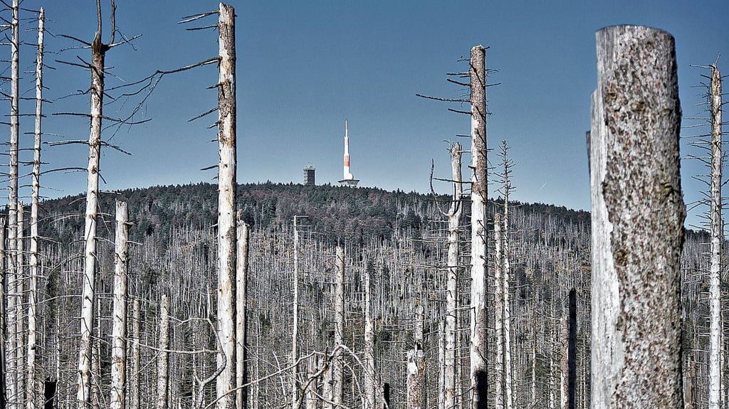 Für die Fichten im Harz - hier am Eisernen Handweiser - verheißt der Klimaausblick nichts Gutes.