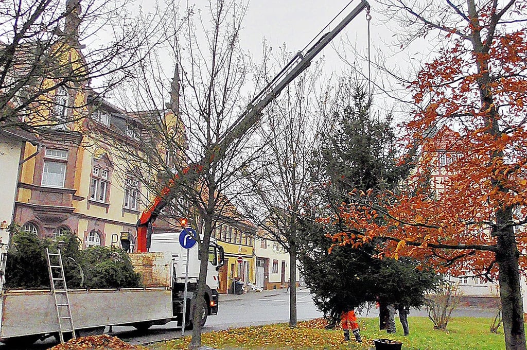 In Kelbra wurden die drei Bäume schon aufgestellt.