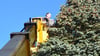 Jens Mülchen (Elektro-Margerin) versah die Colorado-Tanne auf dem Osterburger Hilligesplatz gestern mit neuer Beleuchtung. Der Baum misst gekappt  rund 10 Meter und wog etwa 1500 Kilogramm.