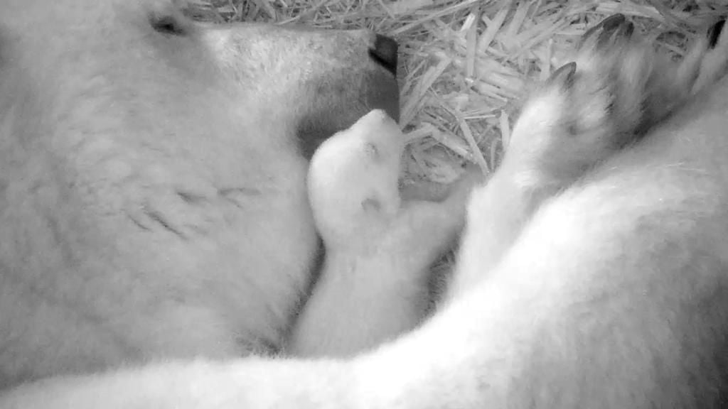 Eisbärin Sizzel im Zoo Rostock kushcelt mit ihren Zwillingen in der Wurfhöhle im Polarium des Zoos. Die beiden Jungtiere wurden am 14. November 2021 geboren.