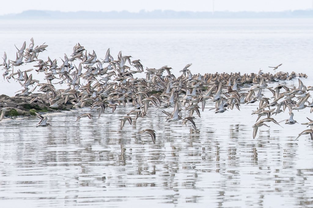 Zugvögel fliegen über das Wattenmeer der Nordseebucht Jadebusen. Mit dem Audioguide „Watt für's Ohr“ kann man seine Wattwanderung fortan ergänzen.