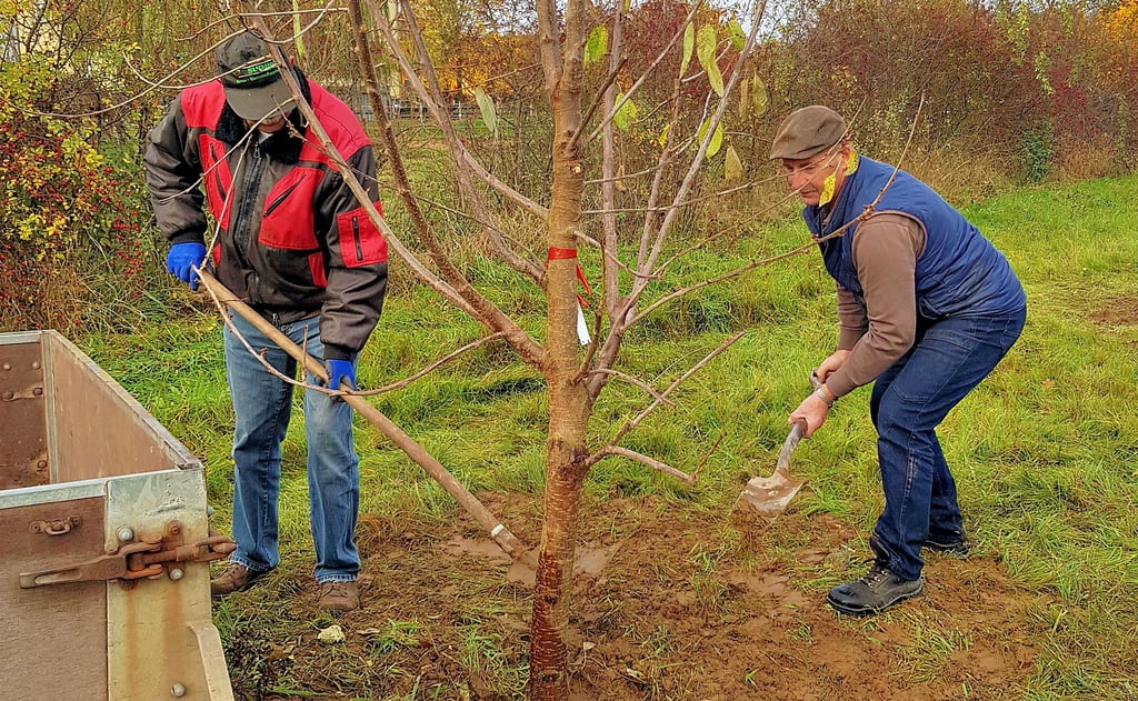 Sponsor Rolf Schulenburg aus Brunau (links) und Detlef Braune pflanzten im Sortengarten in Jeetze einen Süßkirschbaum.