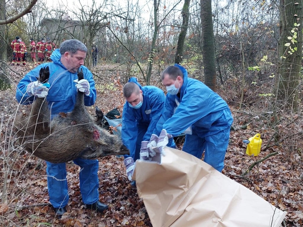 Die Übung läuft: Ein möglicherweise infiziertes Wildschwein wird geboten.