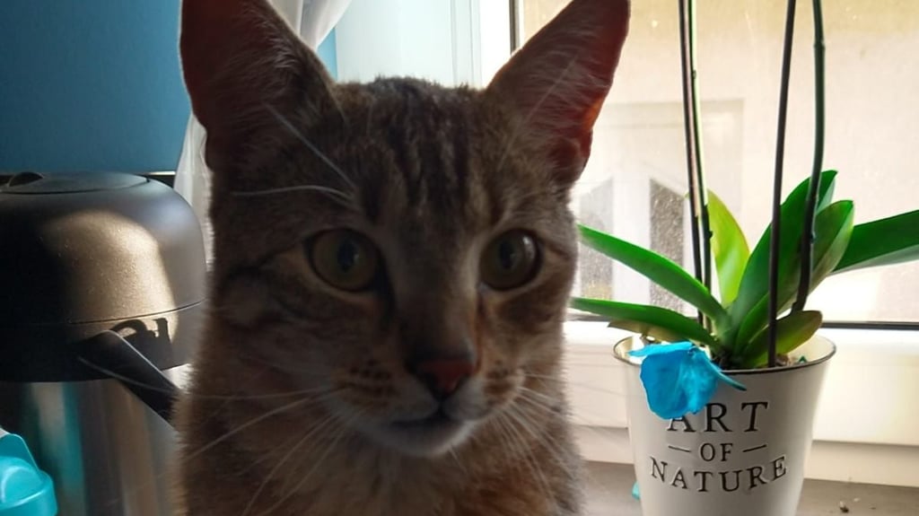 Auf Kater Heinrich soll vergangenen Mittwoch (17. November) mindestens viermal geschossen worden sein. Die Besitzer Hendrik Niemz und Kirsten Koller haben bei der Polizei Anzeige erstellt.