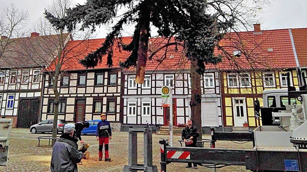 Mit vereinten Kräften und schwerer Technik wurde der Weihnachtsbaum auf dem Calvörder Marktplatz postiert.