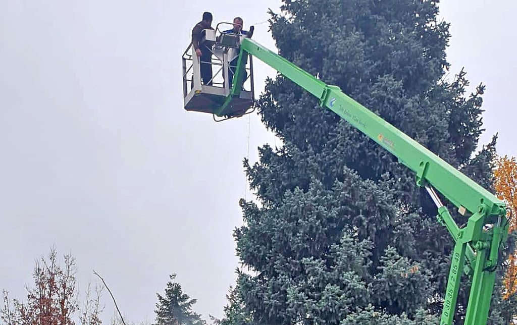 Genau 1000 Lichter sind vor wenigen Tagen an der Weihnachtstanne in Sandbeiendorf dazugekommen.