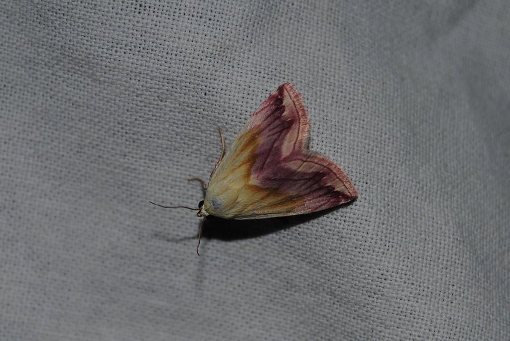 Eublemma purpurina - kurz Purpureulchen