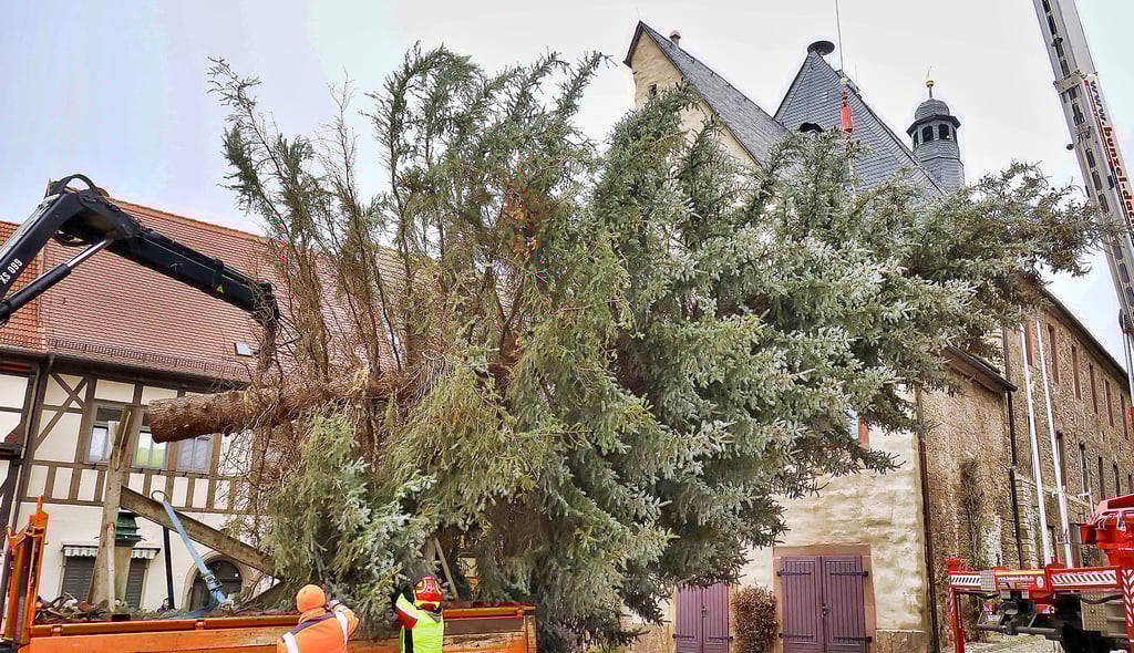 Der Weihnachtsbaum wird vor dem Rathaus aufgestellt