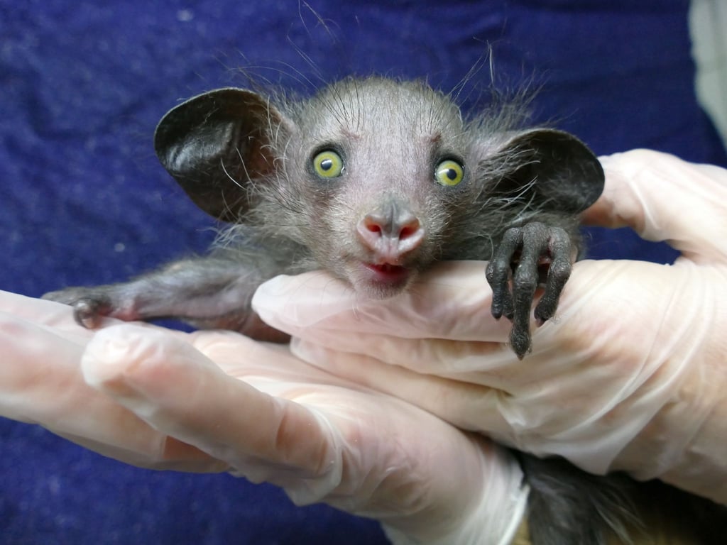 Ein im Grzimekhaus des Frankfurter Zoos geborenes Fingertier.