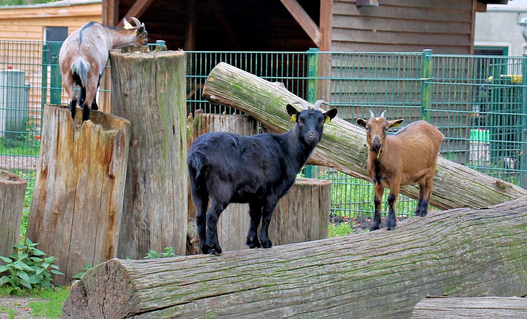 Die Ziegen im Wildpark Weißewarte bleiben vorerst unter sich. Das Areal musste gestern auf Anordnung des Kreises für Besucher geschlossen werden.
