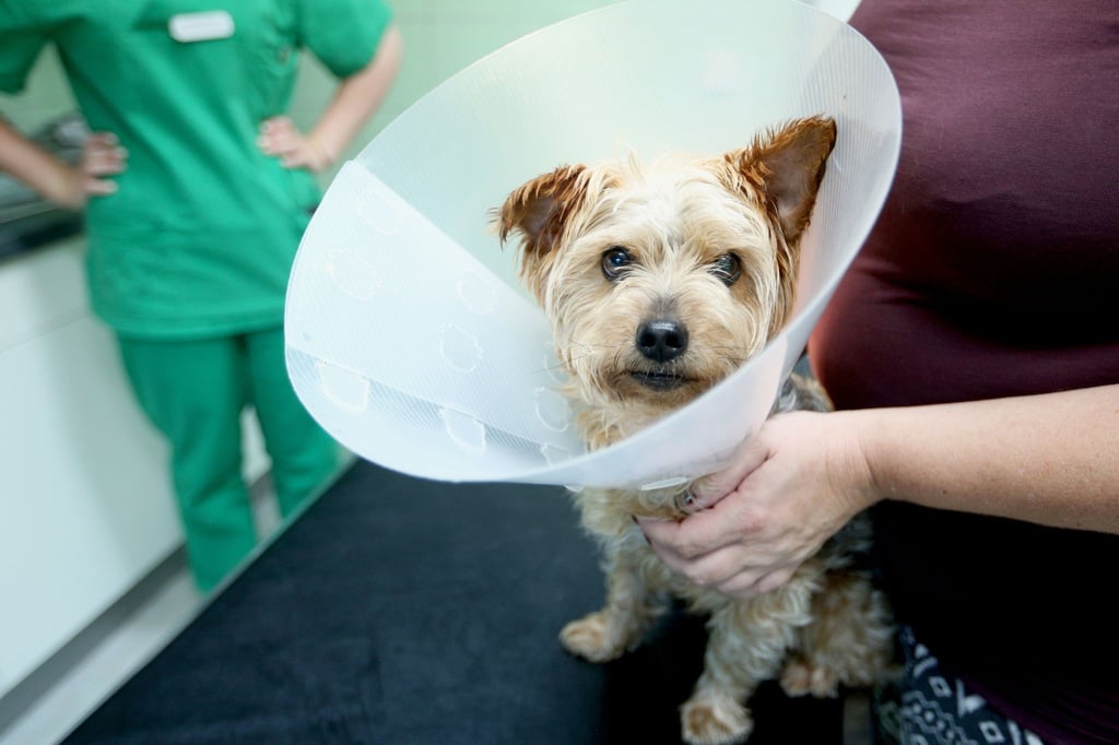 Halskrause nach der OP: Ob Hundehalter ihr Tier kastrieren lassen sollen, müssen sie gut abwägen - einige Argumente sprechen dagegen.