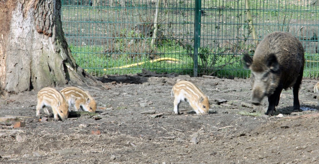 Der Wildpark Weißewarte wird geschlossen.