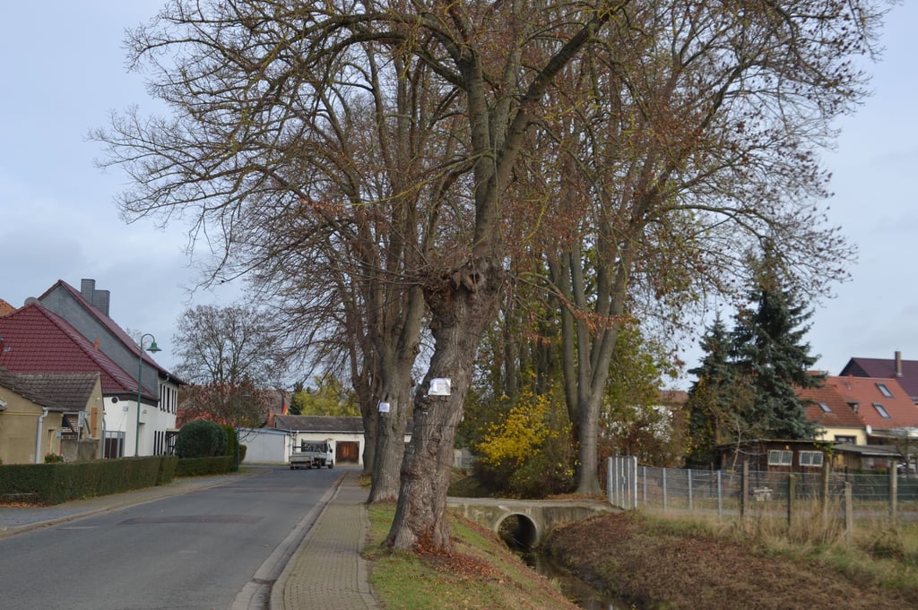 Die Linden am Ortsteingang von Ottleben gelten als Allee und dürfen nicht einfach gefällt werden.