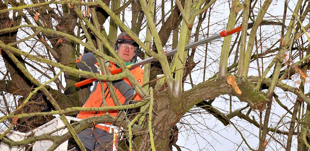 Günther Merg beim Verschneiden des Baumes in luftiger Höhe.