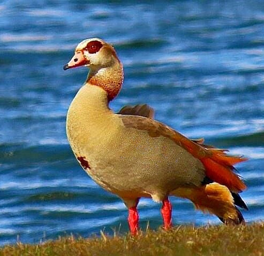 Eine Nilgans