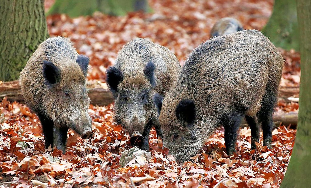 Im Landkreis Ludwigslust-Parchim wurde ein verendetes Wildschwein positiv auf die Afrikanische Schweinepest getestet. Der Kreis Stendal stellt sich auf die Tierseuche ein.