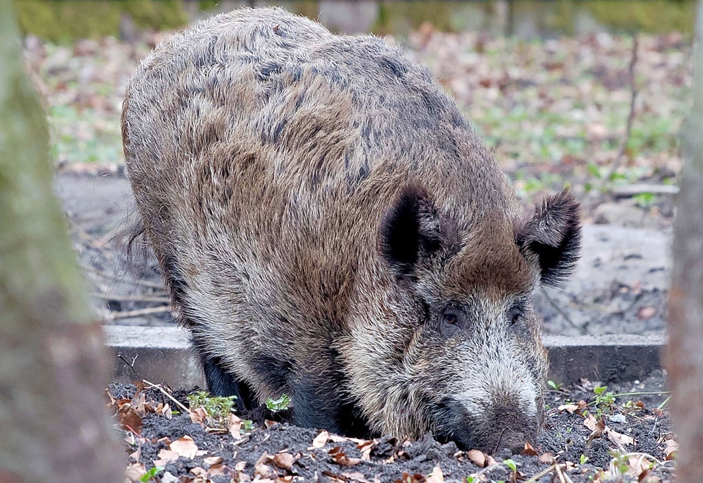 Wildschweine übertragen die Afrikanische Schweinepest. Aufgetretene Fälle sind ein Stück näher an den Altmarkkreis gerückt.
