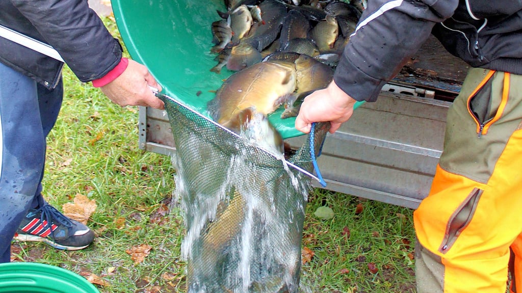 Bebertaler Angler setzen Fische im Dönstedter Teich ein