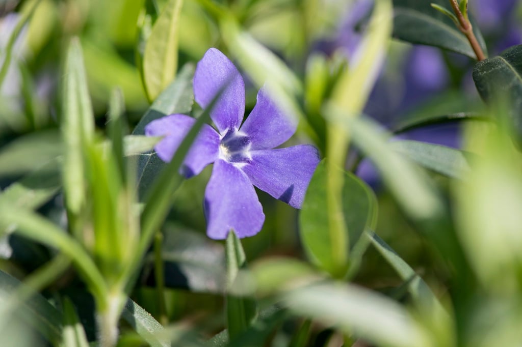 Das Balkan-Immergrün (Vinca balcanica) gehört unter den Turbo-Stauden zu jenen, die sich schnell in die Fläche ausbreiten.
