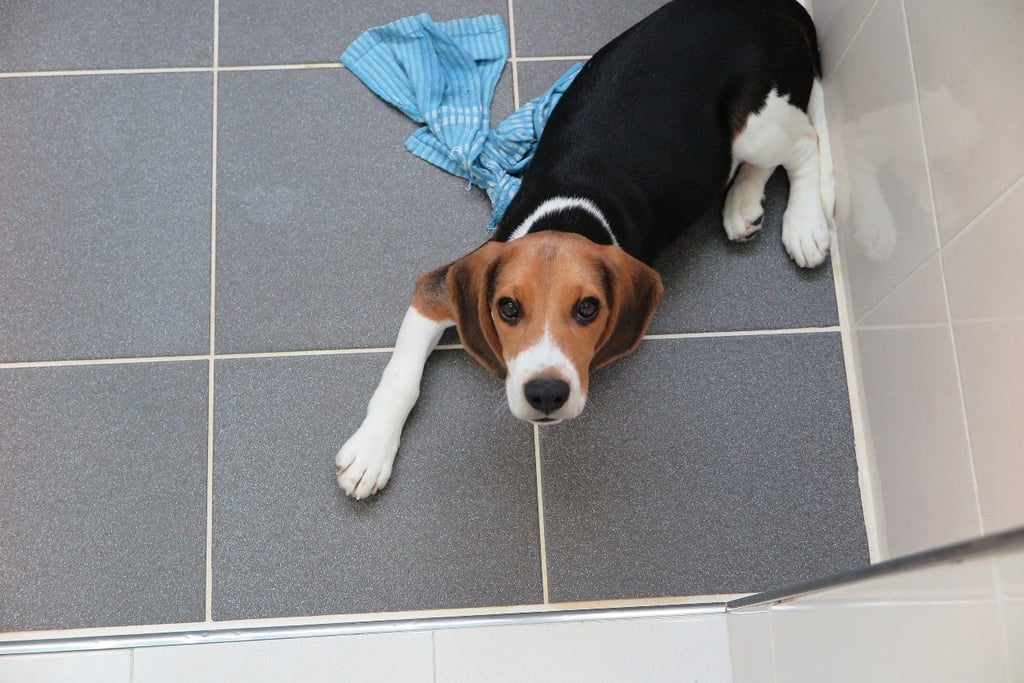 Eine Beagle-Dame wurde von ihrem Besitzer mit einem Abschiedsbrief in Pasewald ausgesetzt.