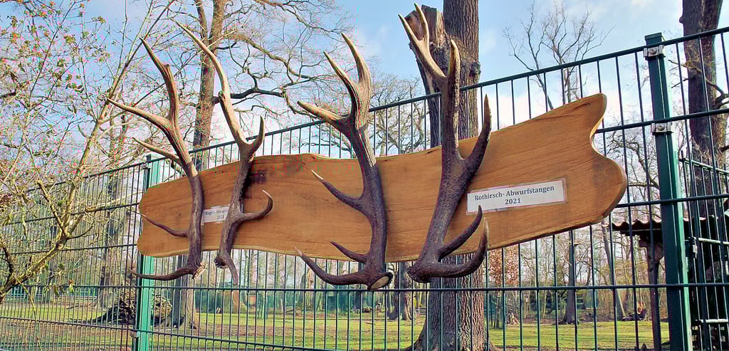 Geweihe von Rotwild- und Wapitihirsche dienen im Wildpark Weißewarte als Fotohintergrund. Landrat Patrick Puhlmann wirft dem Betreiberverein vor, Hirsche zu Gulasch verarbeitet zu haben.
