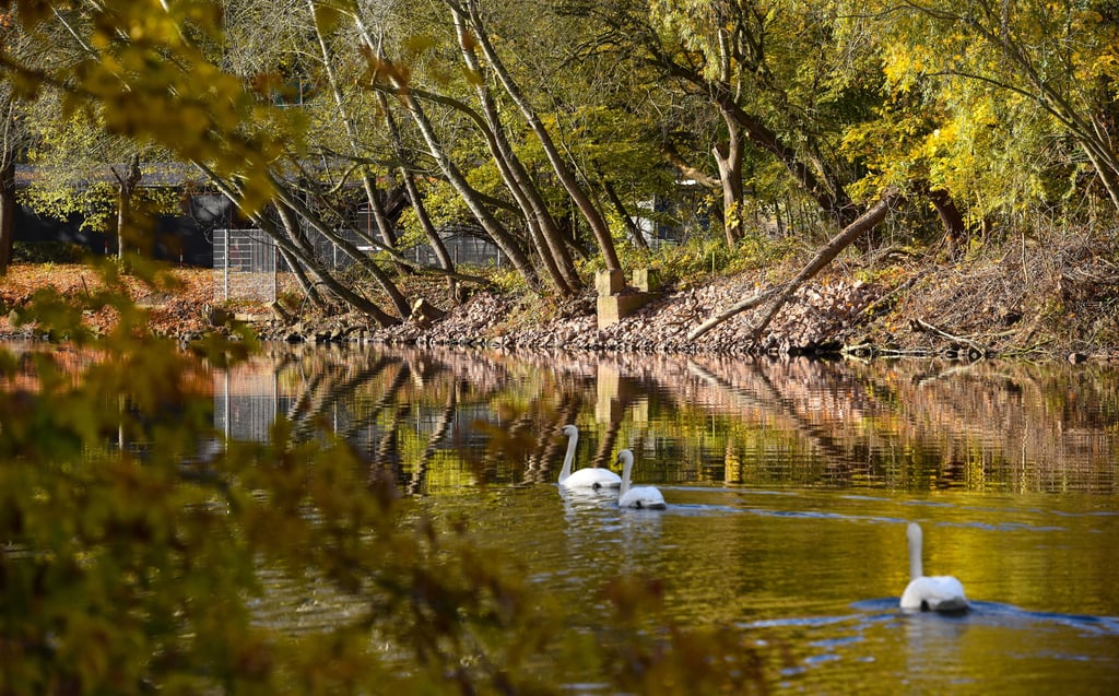 Blick auf das Ufer der Saale auf Höhe der Peißnitzbrücke gegenüber der Ziegelwiese.