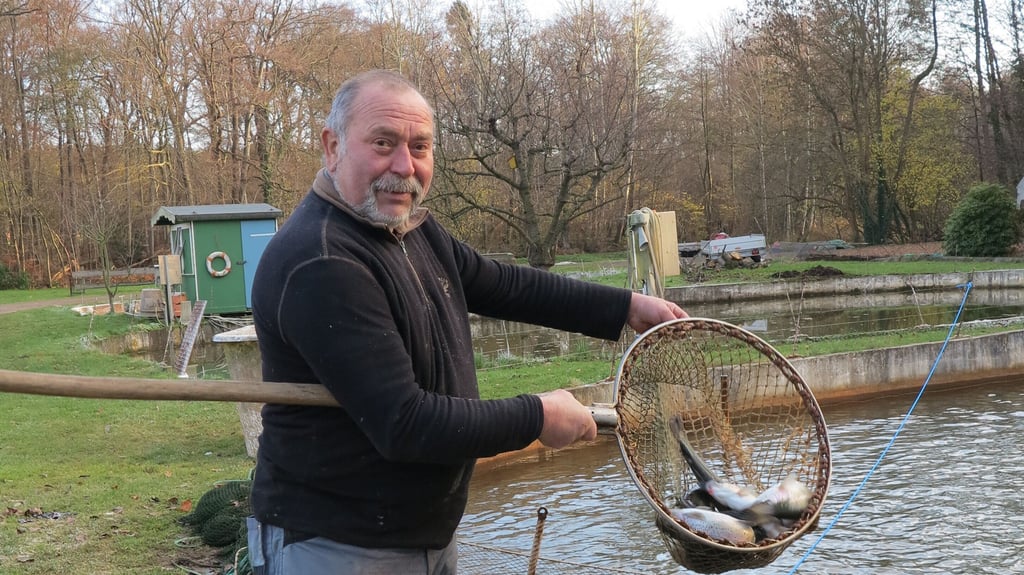 Für Kunden fängt Fischwirtschaftsmeister Uwe Marx die Forellen frisch aus dem Teich.