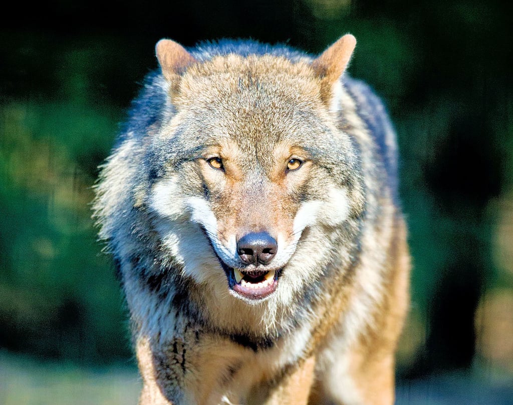 Im Harz häufen sich die Wolfssichtungen. Nutztierthalter sind in Sorge.