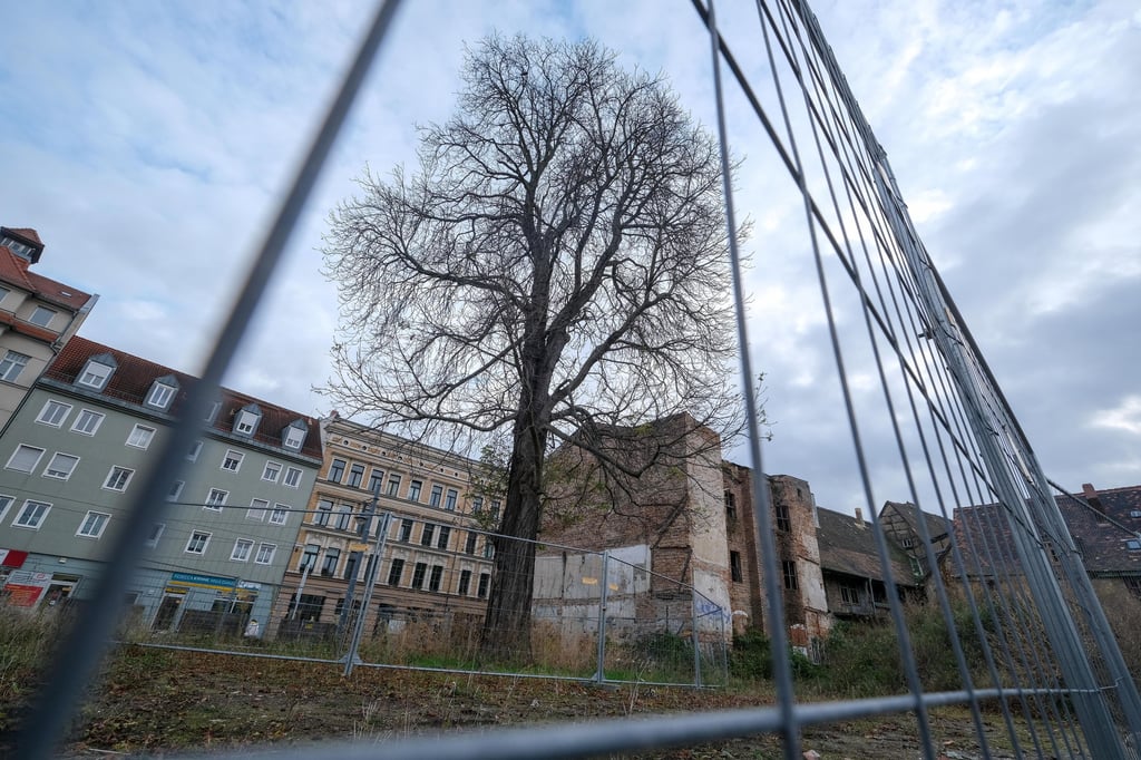 Blick auf die Brache in der Maisfelder Straße, die wegen der Kastanie nun länger brach liegen wird.